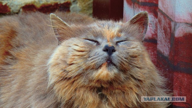 Котлета