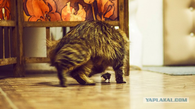 Котовторник 15.11.2016
