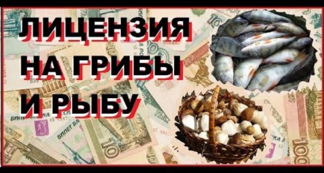 Светлана Орлова предложила ввести налог на сбор грибов и ягод
