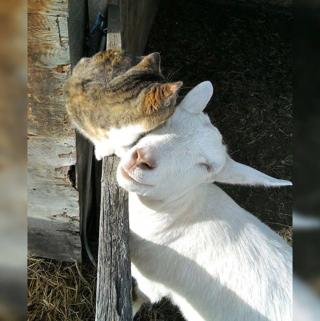 Самые смешные животные