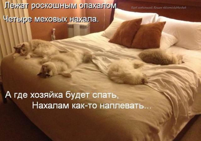 Коты и Кошки