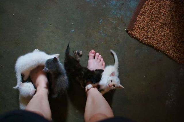 Коты и Кошки