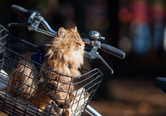 Коты и Кошки