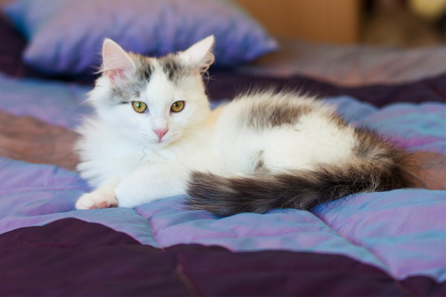 Коты и Кошки