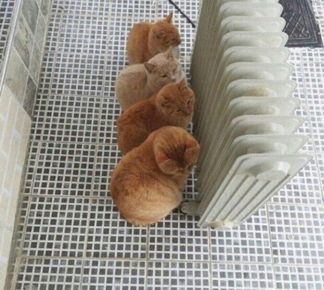 Коты и Кошки
