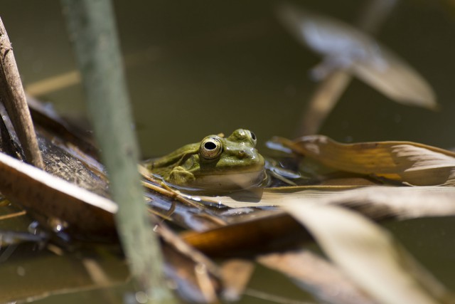 Просто Природа