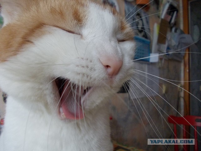 Котовторник 27.03.2018