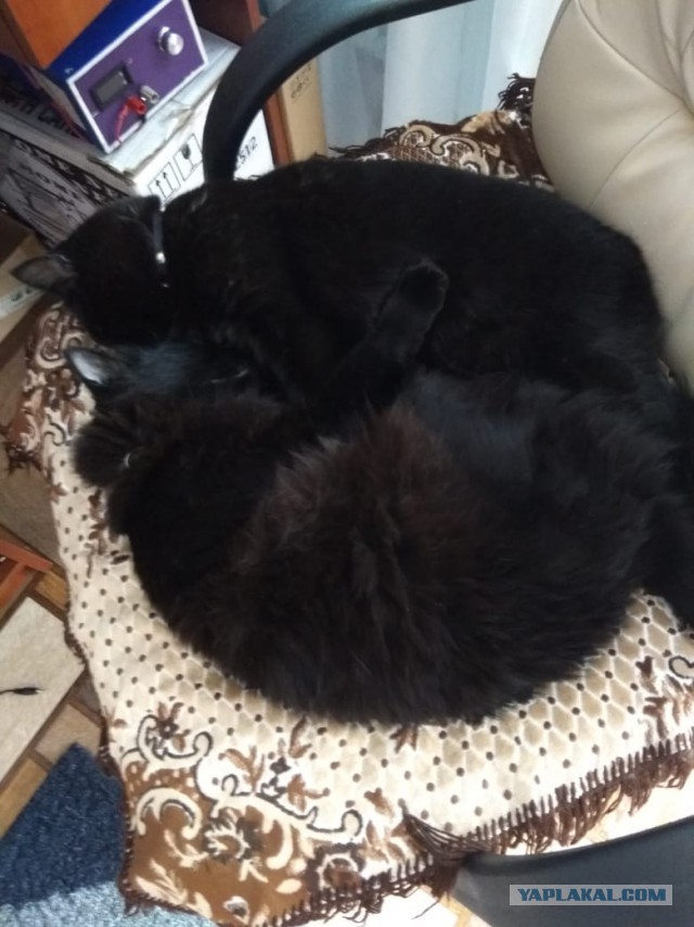 Котовторник  31.07.2018