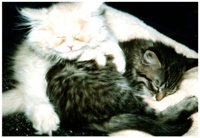 Котовторник - С праздником, котоводы!