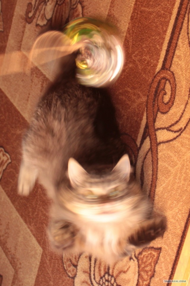 Котовторник уже сегодня!
