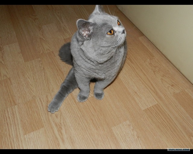 Котовторник  07.06.11
