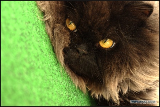 Накорми бездомного кота