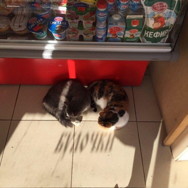 Прикольных котов пост