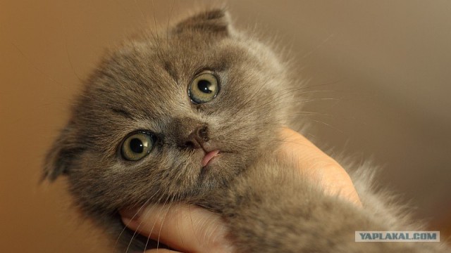 Котовторник (31.01.2012)