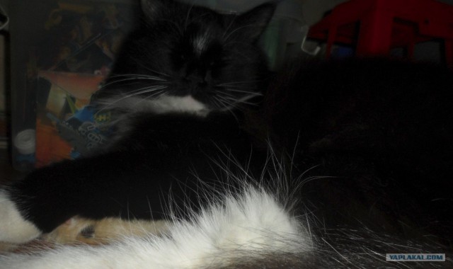 Котовторник! 13.03.2012