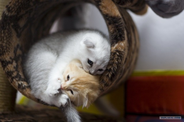 Котовторник 20.03.2012