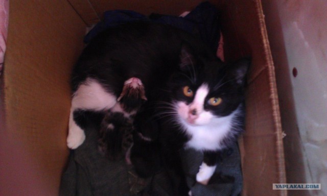 Котовторник 8 мая 2012