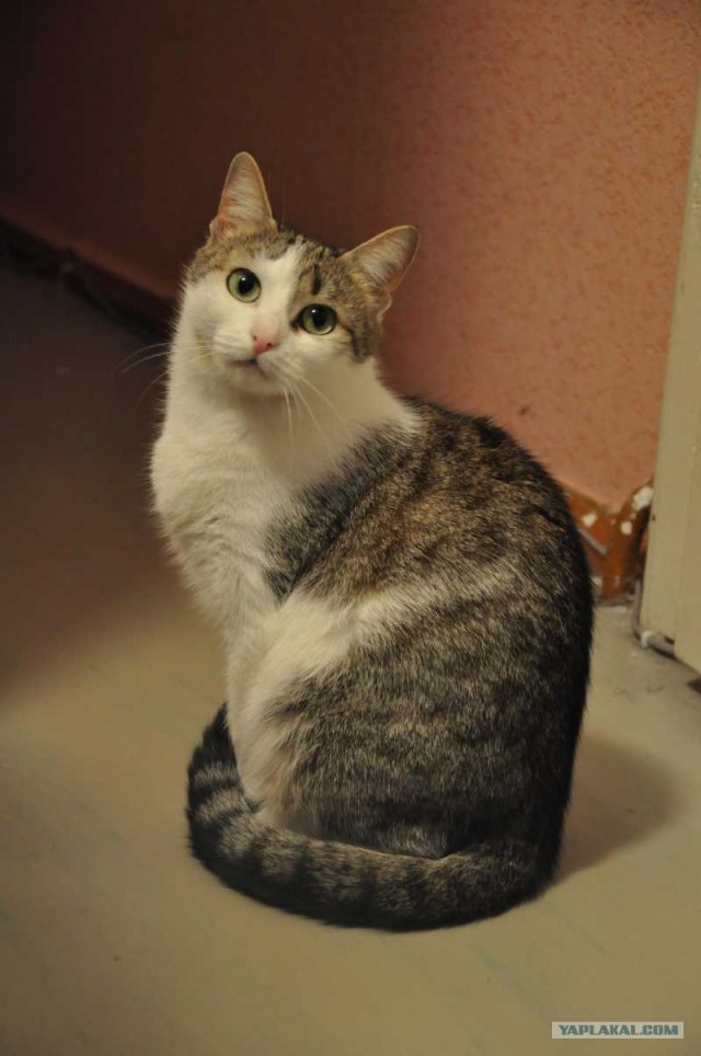 Котовторник  12. 06. 2012