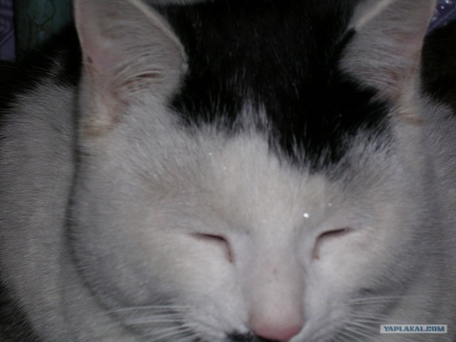 Котовторник 24.07.2012