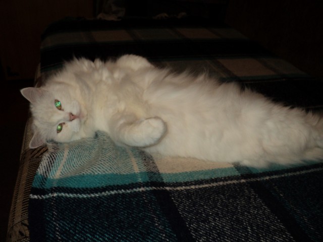 Котовторник  16.10.12