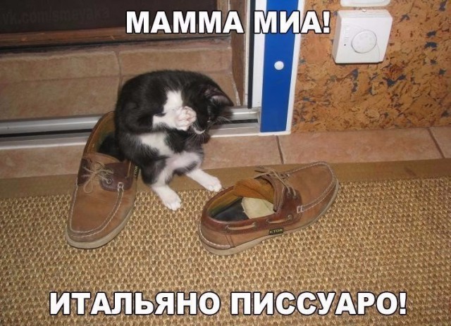 Забавные фото котеек