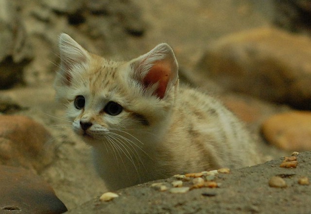 Дикий котовторник