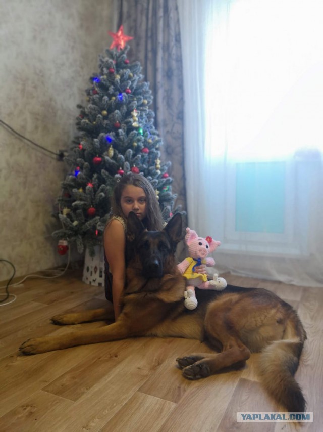 Если вы решили завести крупную собаку
