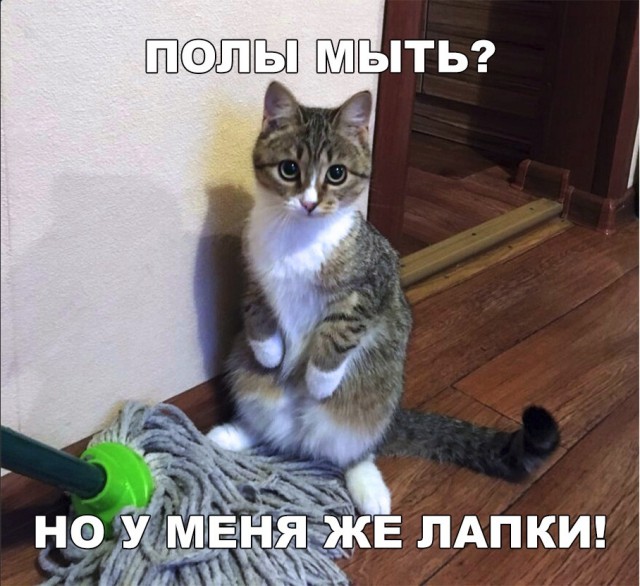 Забавные фото котеек