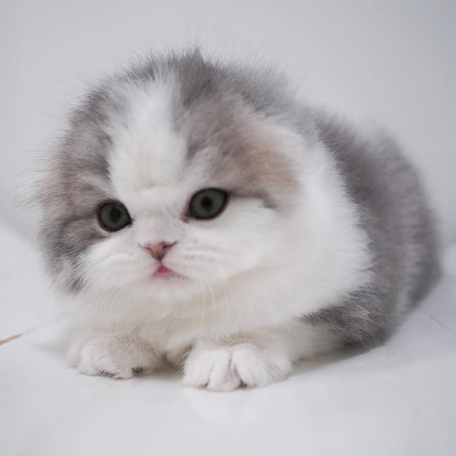 Забавные фото котеек
