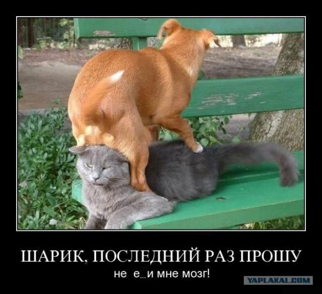 Человек, который живет в лесу и делает сайты.