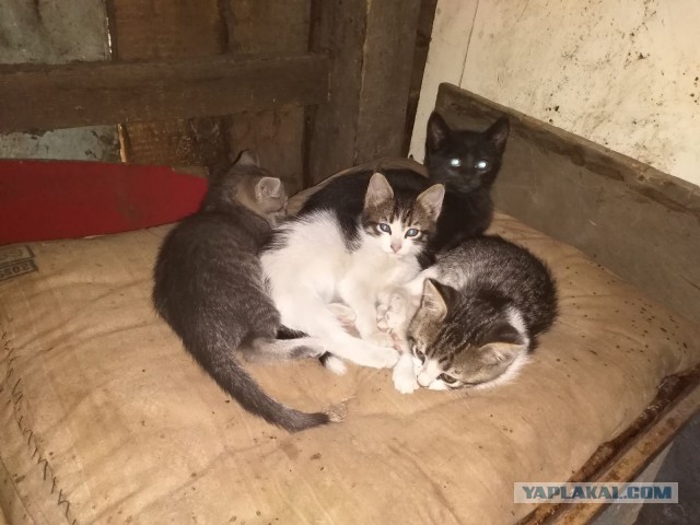 Нифинасебе! И другие выражения лиц