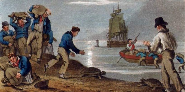 Что ели моряки в эпоху парусного флота, или Как приготовить черепаху