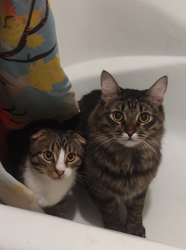 Котовторнику быть!