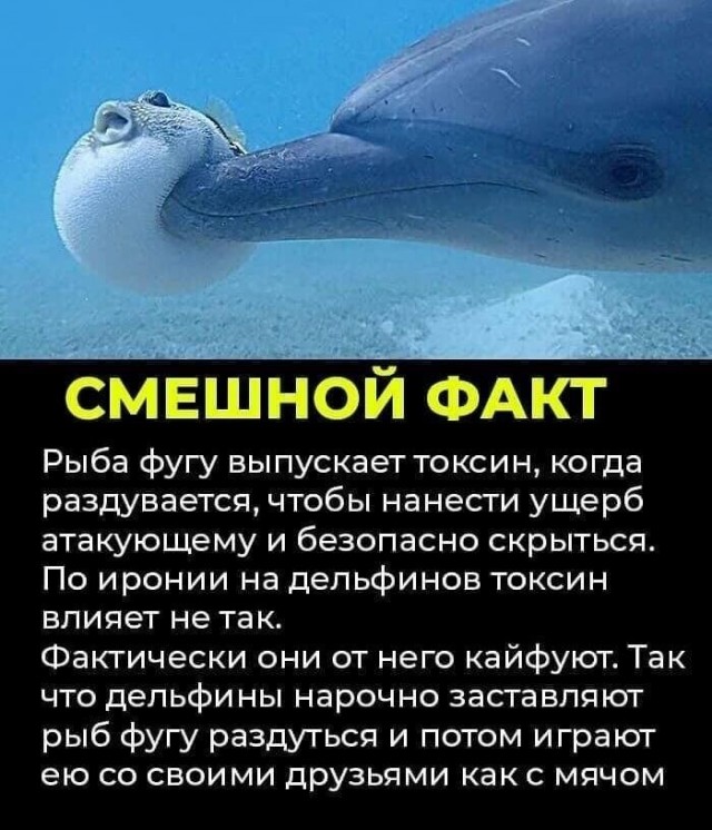 Веселые картинки отовсюду 23.02.21