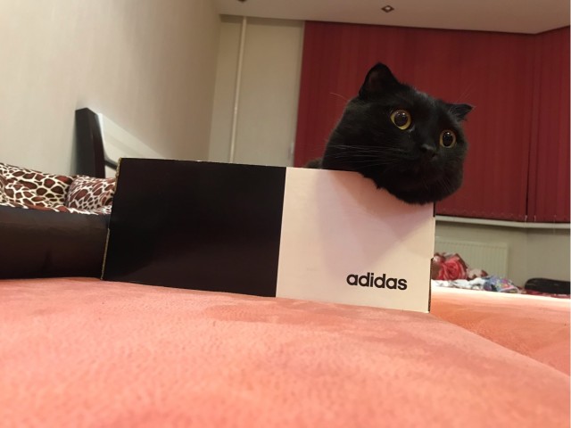 Котовторник!