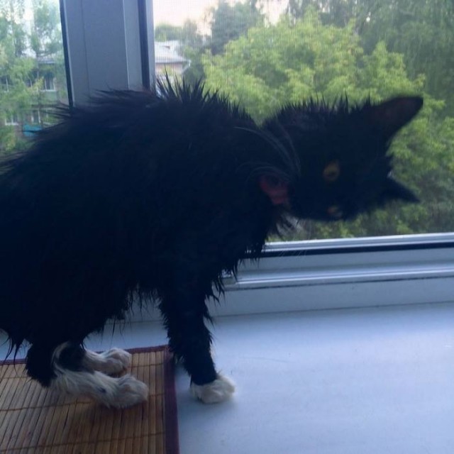 Подборка всякой живности