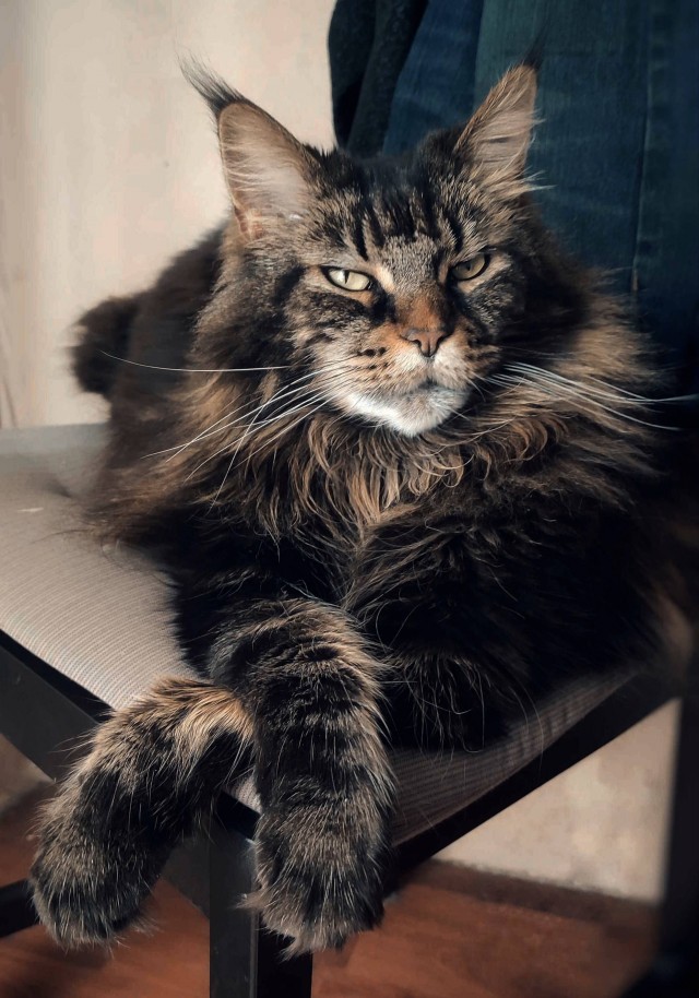 Вторник-кото