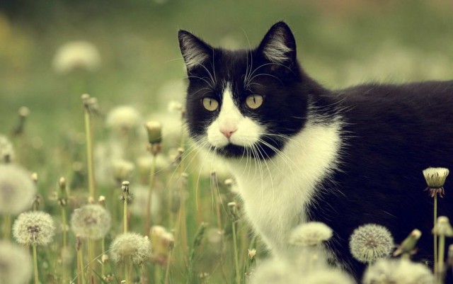 Которник