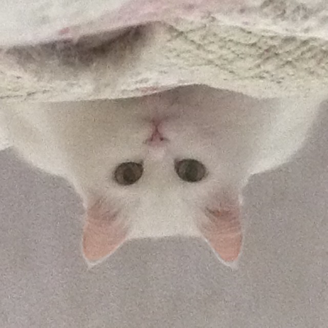 Кот Василий