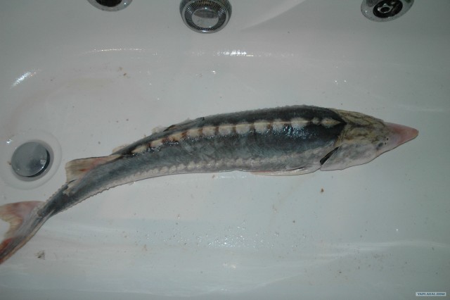 Все из рыбы!