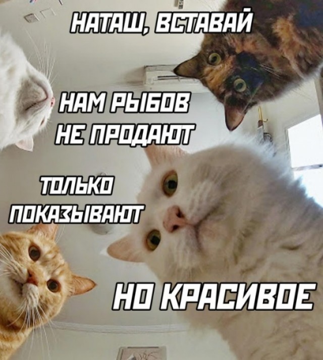 Вы меня достали своими рыбАми. Айда обратно к Наташе
