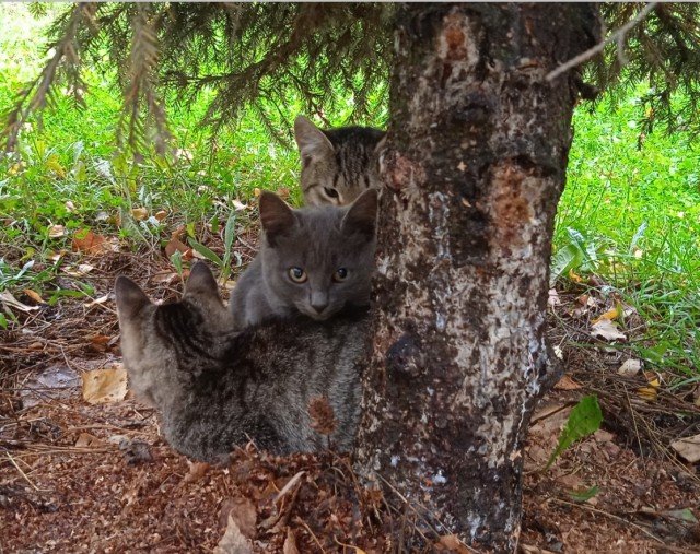 Котовторник 05.10.21 г