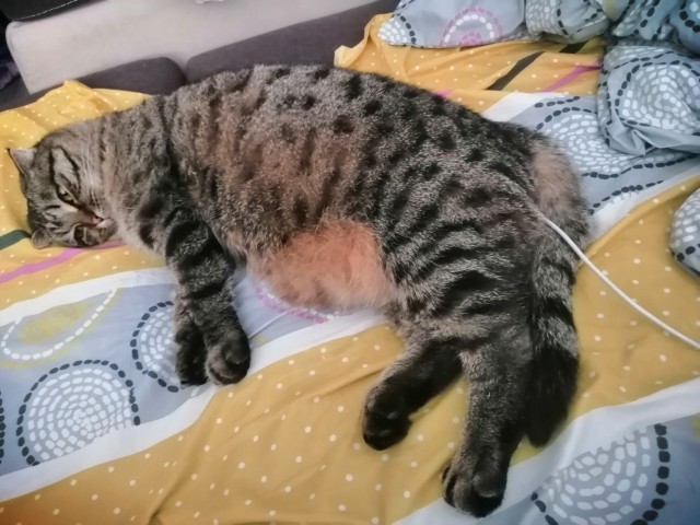 Солнце котовторника уже встало, Господа!