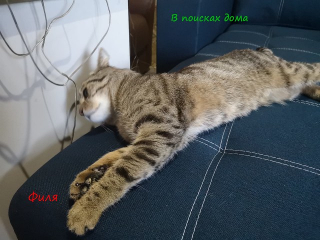 Жизнь домашнего приюта "Котоленд" 310