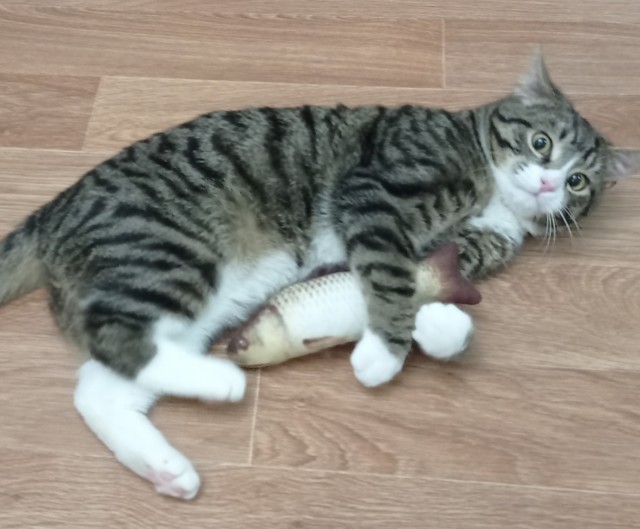 Котовторниковское