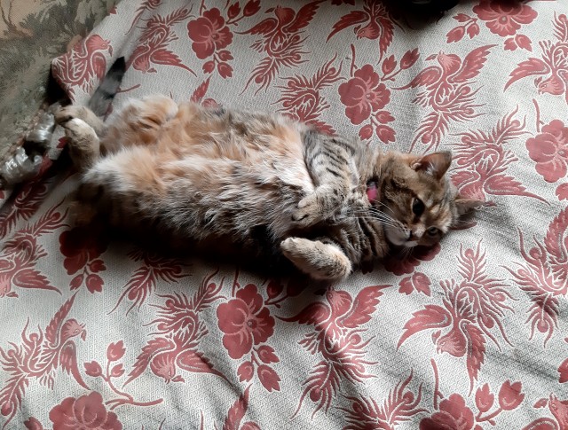 Котовторник вроде.
