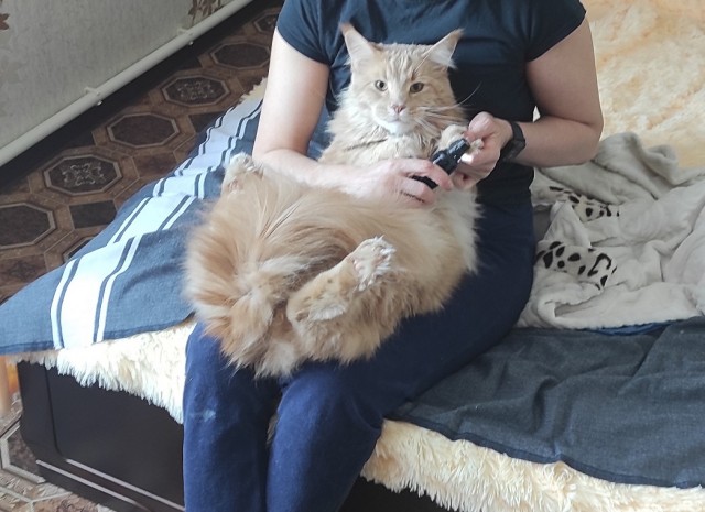 Мыть кота