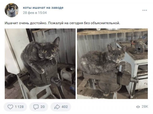 Коты ишачат на заводе