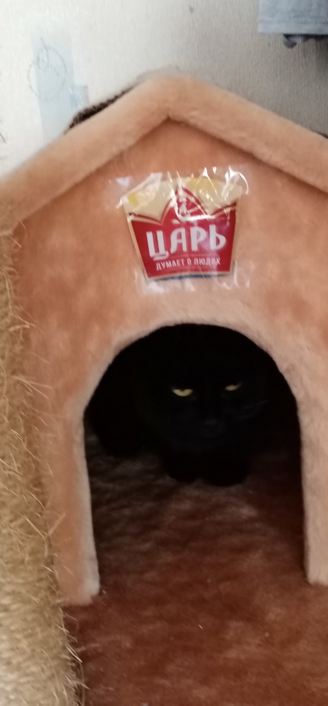 Котовторник. Королева помойки