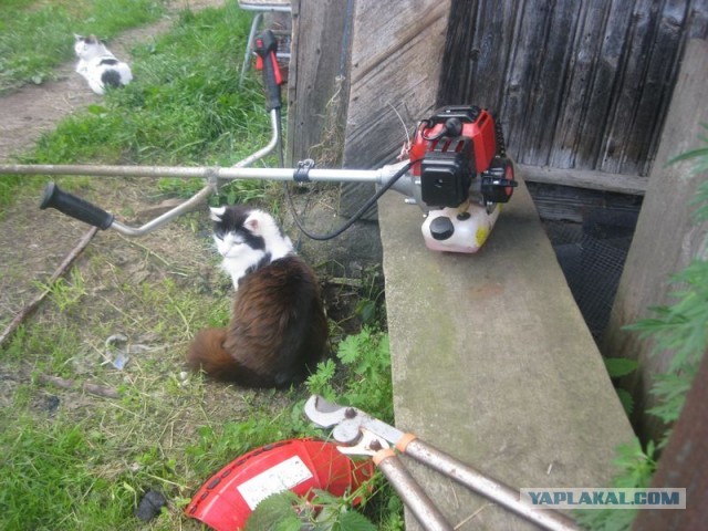 Жизнь домашнего приюта для котеек 399